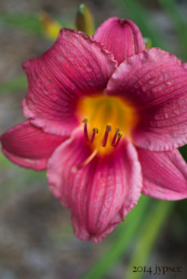 daylily in Florida