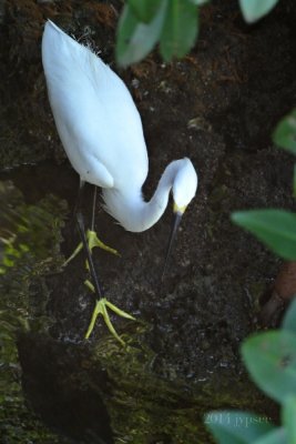 Snowy Egret feet