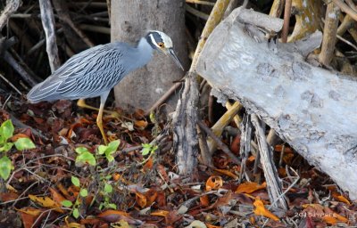 Yellow Crowned Night Heron on the hunt 