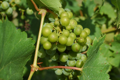 grapes01.jpg