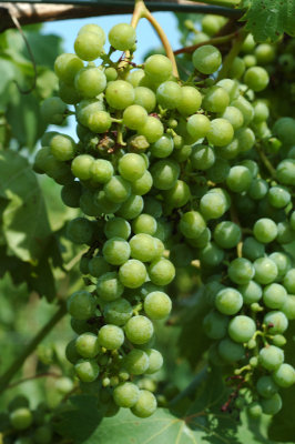 grapes05.jpg