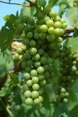 grapes10.jpg