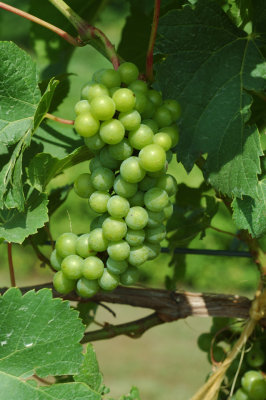 grapes11.jpg