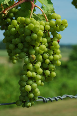 grapes12.jpg