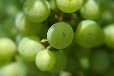 grapes16.jpg