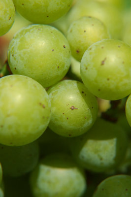 grapes17.jpg