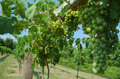 grapes18.jpg