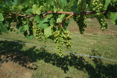 grapes22.jpg