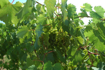 grapes25.jpg