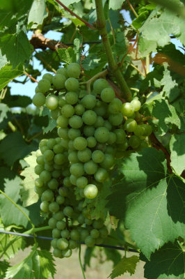 grapes28.jpg