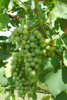 grapes29.jpg