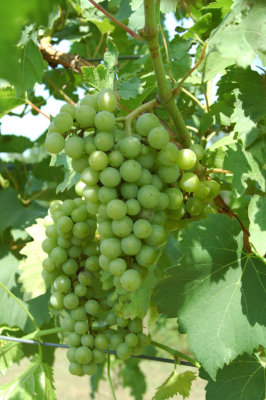 grapes30.jpg