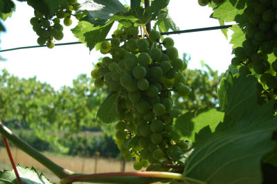 grapes31.jpg