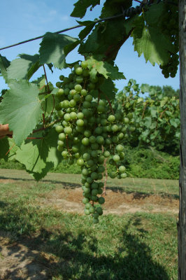 grapes34.jpg