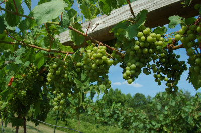 grapes36.jpg