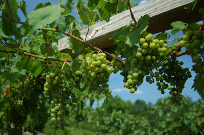 grapes38.jpg