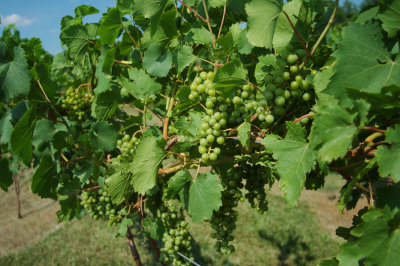 grapes40.jpg