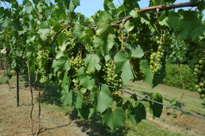 grapes47.jpg