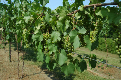 grapes48.jpg