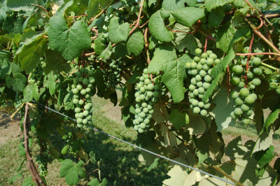 grapes50.jpg