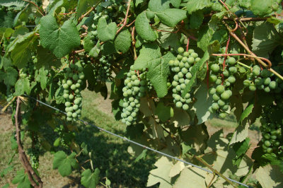 grapes51.jpg