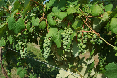 grapes52.jpg