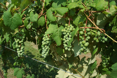 grapes53.jpg