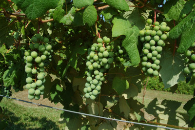 grapes54.jpg