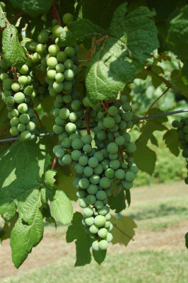 grapes56.jpg