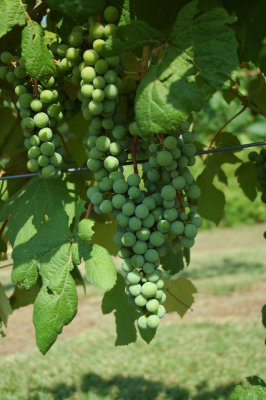 grapes57.jpg