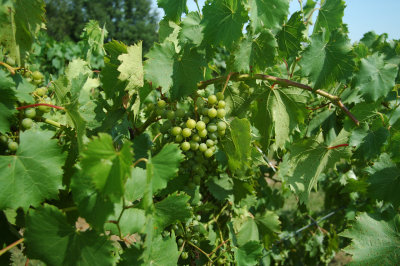 grapes59.jpg
