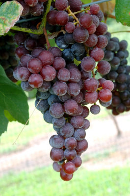 Grape Harvest & Making