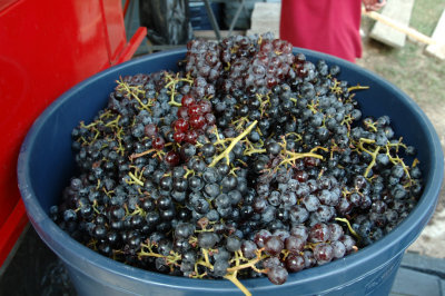 Grape Harvest & Making