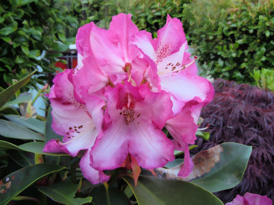 Rhody