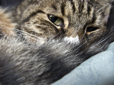 Its my chair...go away