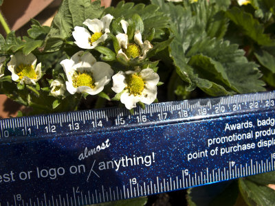 Life on a Strawberry plant flower