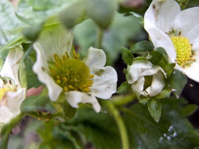 Life on a Strawberry plant flower