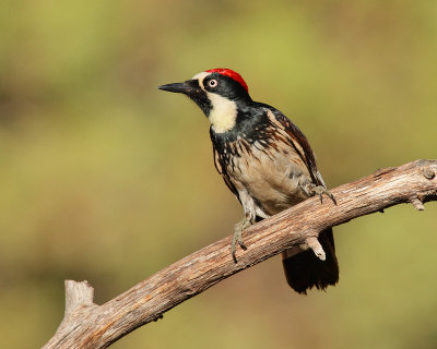 Acorn Woodpecker (Male) (7233)