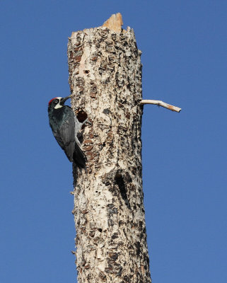 Acorn Woodpecker (Male) (6117)