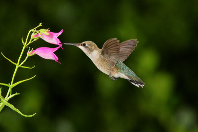 Broad-tailed Hummingbird (0055)