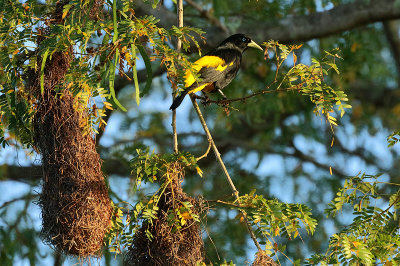 Birds of the Pantanal and Southern  Brazil
