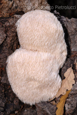 Hericium erinaceus - by Pietrolucci R.