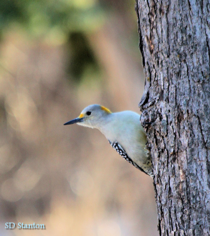 woodpecker.jpg