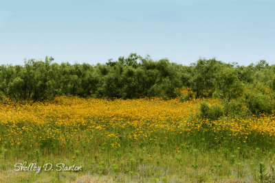 West Texas Landscapes - Scenes Gallery