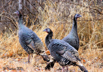 wild turkeys 