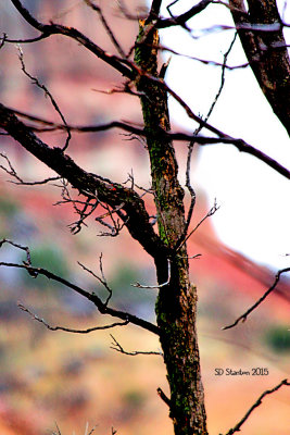Tree detail and iconic background