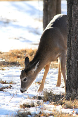 Young Deer Grazing in Hackberry Campground. 
