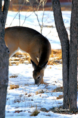 Winter Deer Grazing in Hackberry 