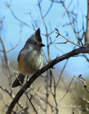 Black Crested Titmouse - Chinaberry Picnic Area