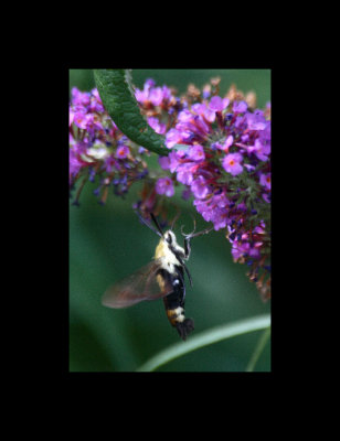 hummingbee 016.jpg